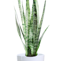 Sansevieria zeylanica - Snake Plant