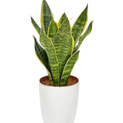 Sansevieria trifasciata
