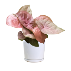 Pink Syngonium