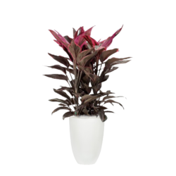 Cordyline