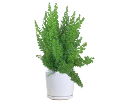 Foxtail Fern