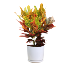 Variegated Laurel (2)