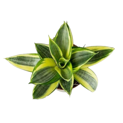 Golden Hahnii - Birds Nest Snake Plant - Image 2