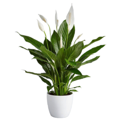 Peace Lily