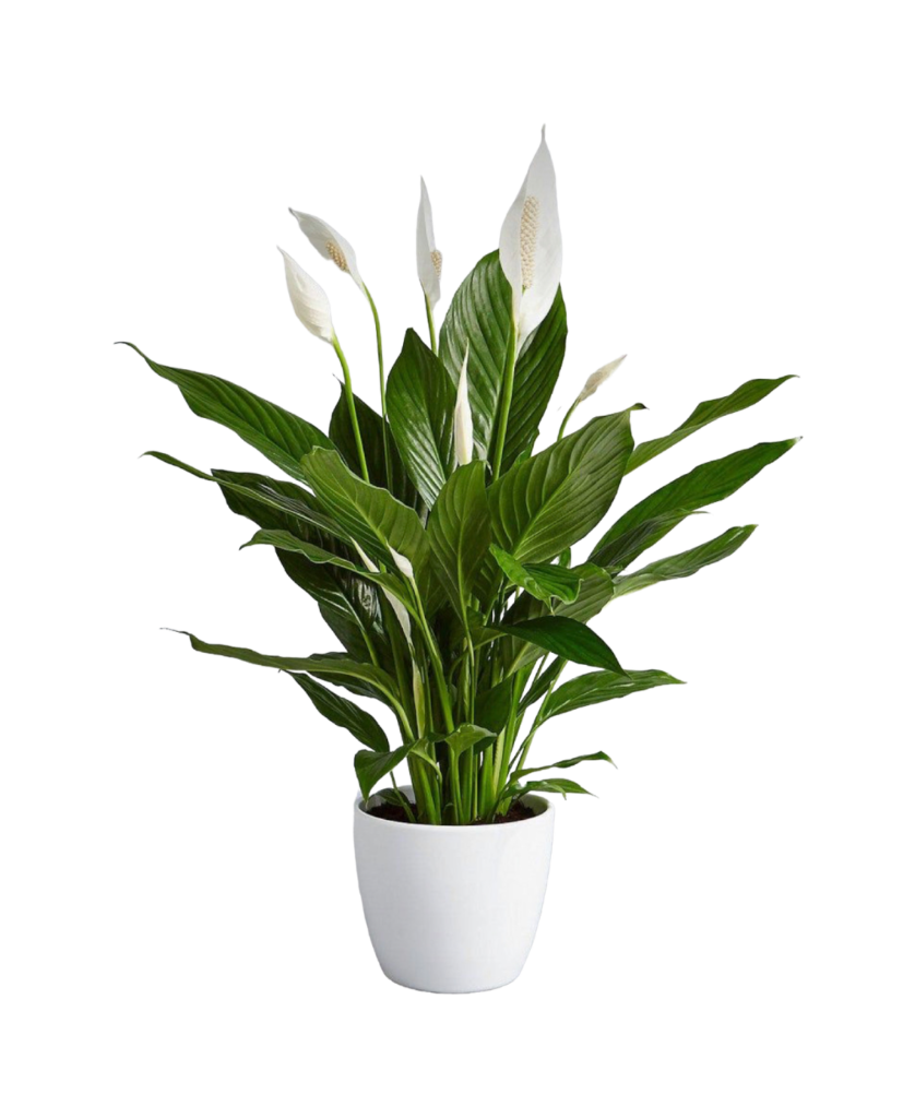 Peace Lily Thai Garden Design