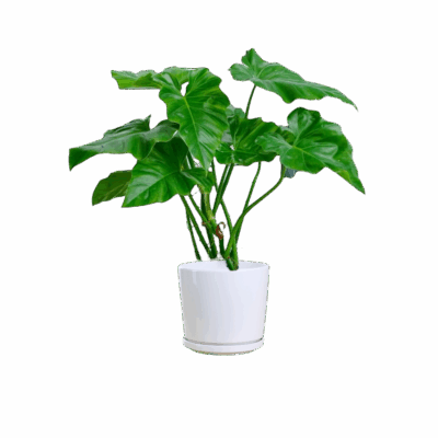 Giant Philodendron - Image 2