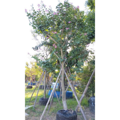 Purple Orchid Tree