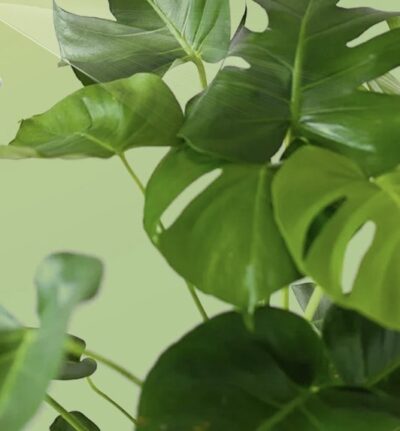 Leaf Shine Spray - Image 6