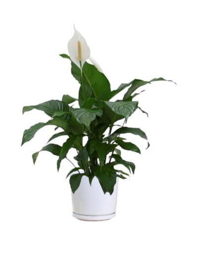Peace Lily - Image 3