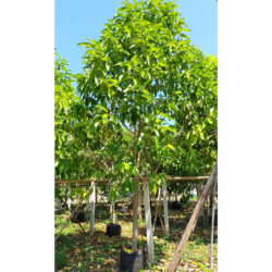 White Champaka Tree