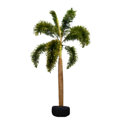 Foxtail Palm