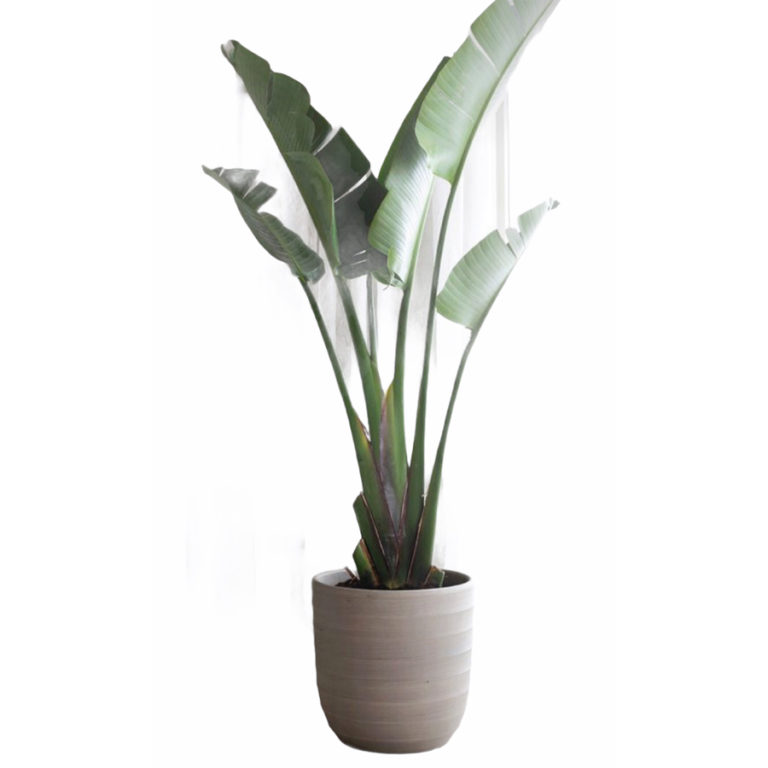 Travellers Palm Thai Garden Design