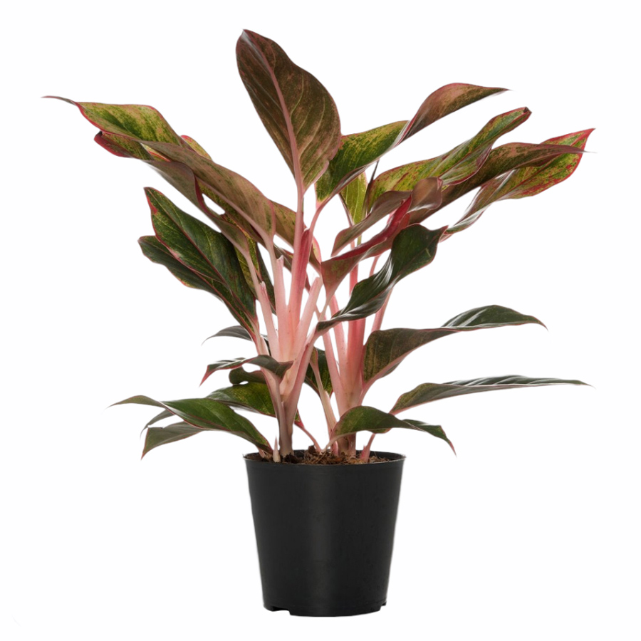 Chinese Evergreen Aglaonema Modestum Thai Garden Design Chinese evergreen aglaonema modestum thai garden design