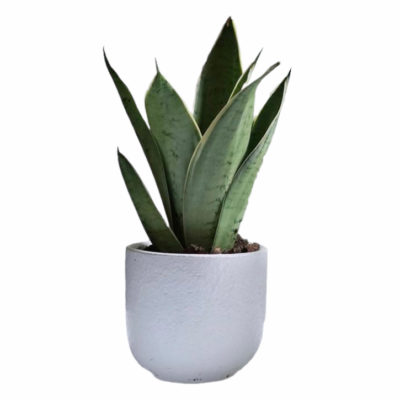 Sansevieria Kirkii Copper Tone