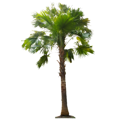Livistona rotundifolia