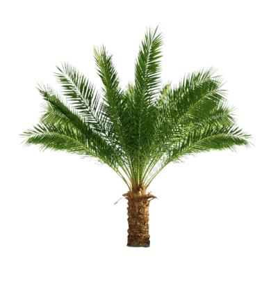 Silver Date Palm