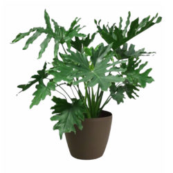 Philodendron Bipinnatifidum Schott ex Endl
