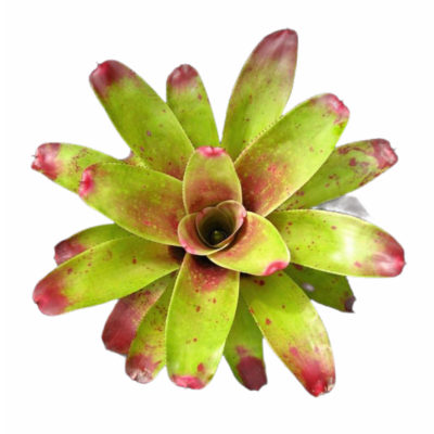 Bromeliad