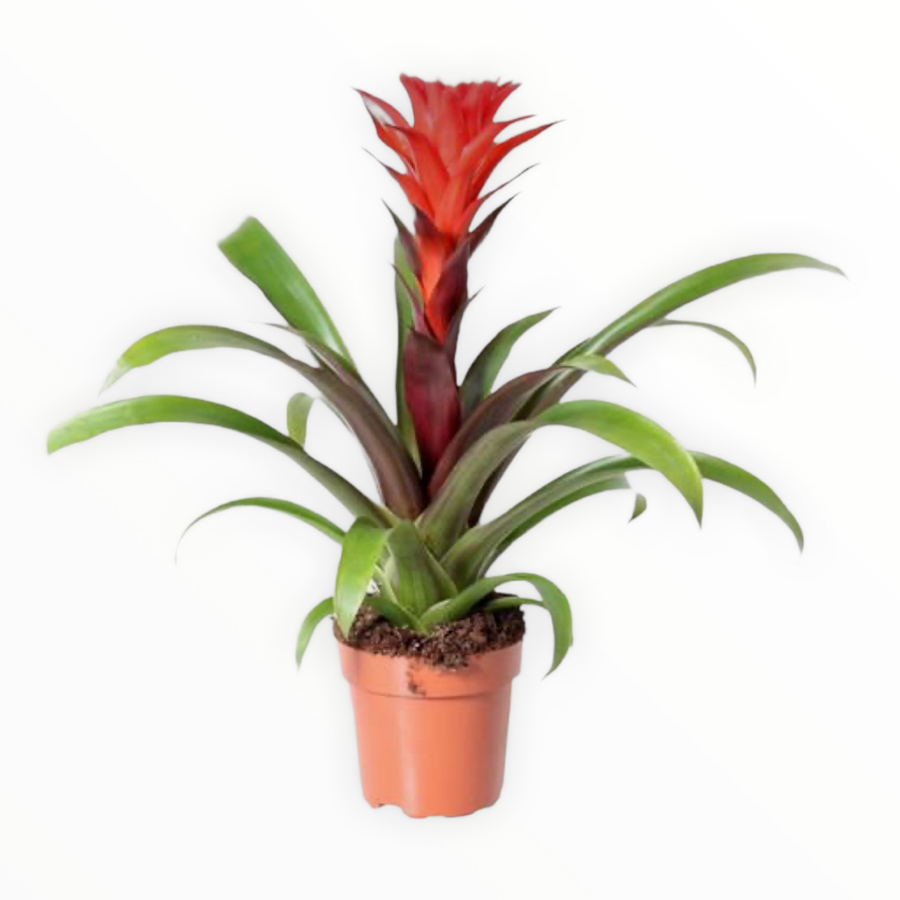 Bromeliad