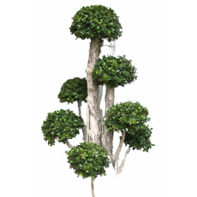 Ficus Annulata