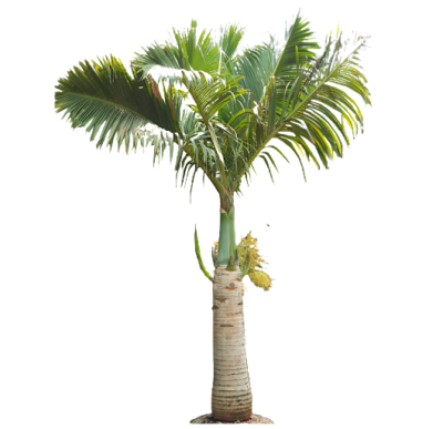 Alexandra Palm