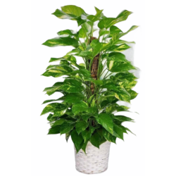 Devils Ivy Plant