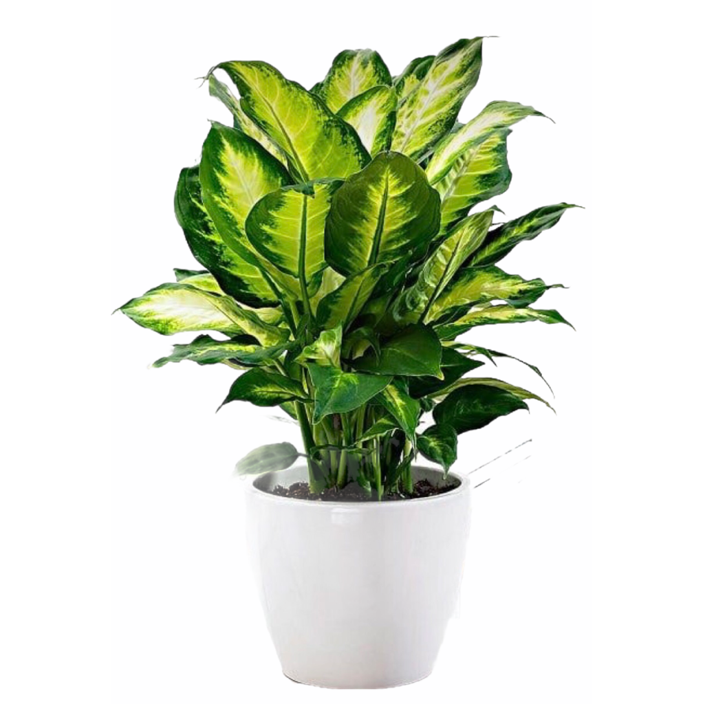 Chinese Evergreen Plant - Thai Garden Design