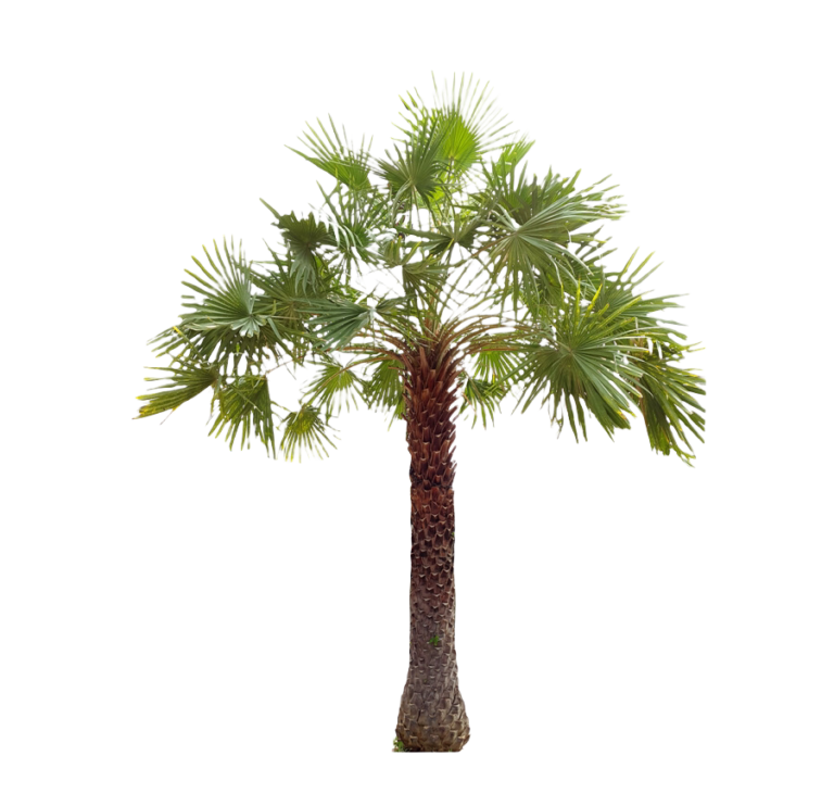 Wax Palm Thai Garden Design