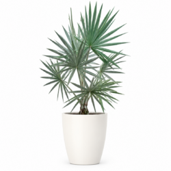 Bismarck Palm