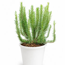 Rosemary Plant