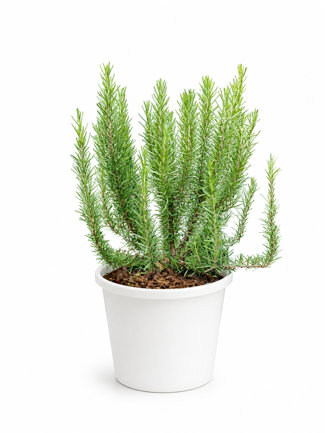 Rosemary Plant