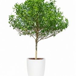 Ironwood Tree - Fagrea fragrans
