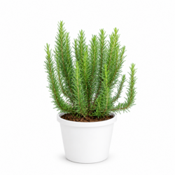 Rosemary Plant