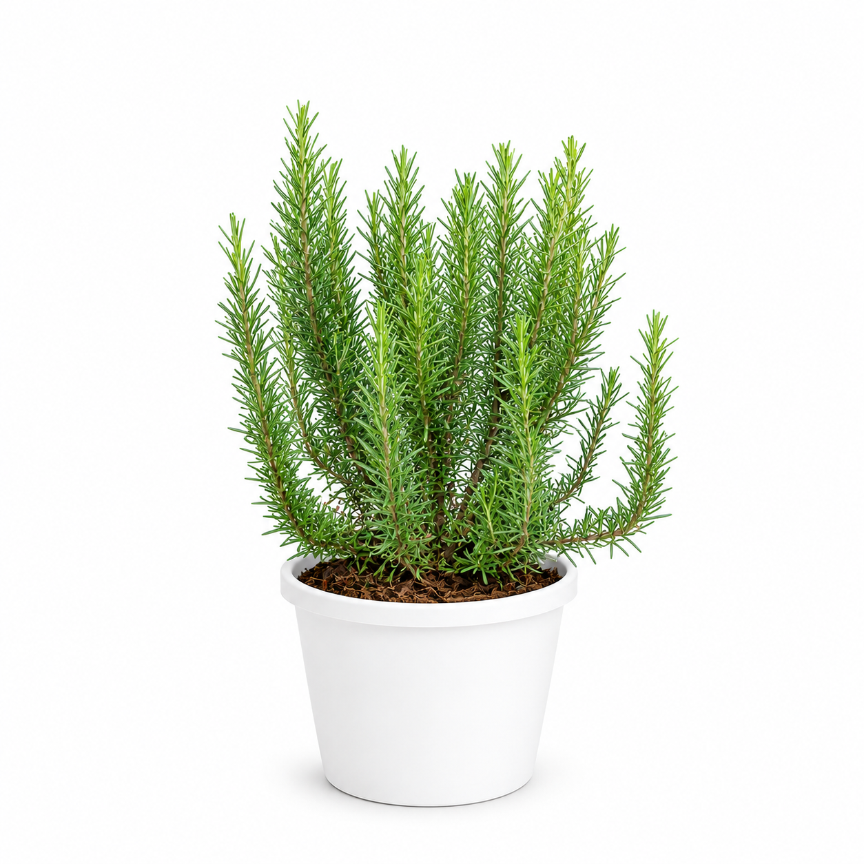 Rosemary Plant