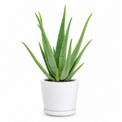 Aloe Vera Plant