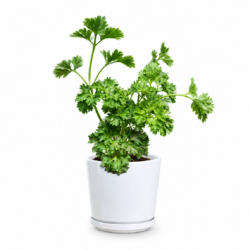 Flat Leaf Parsley Plant