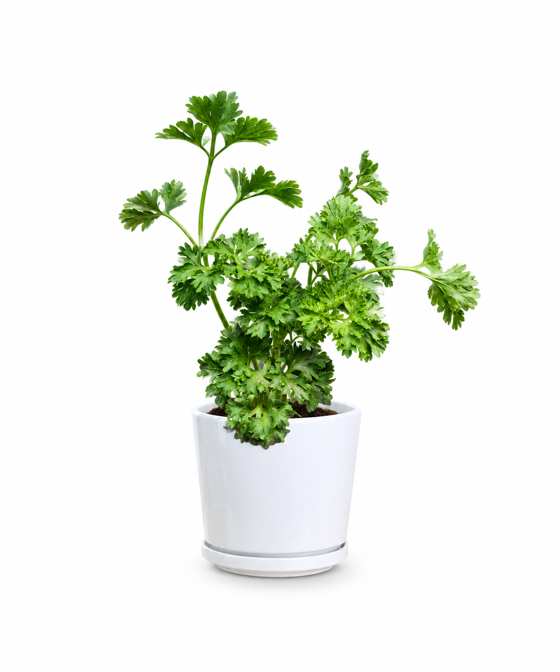 Flat Leaf Parsley Plant