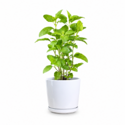 Holy Basil Plant