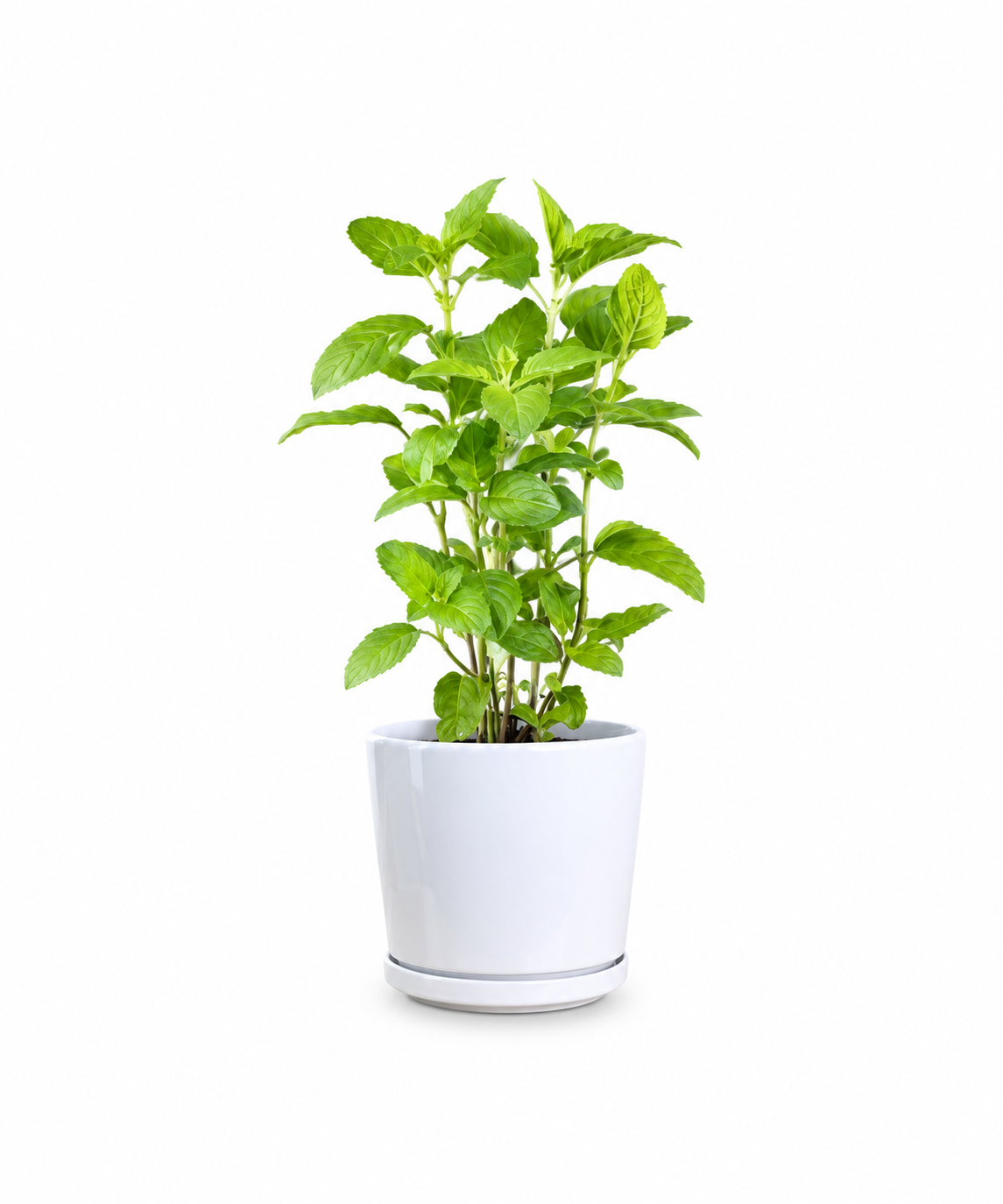 Holy Basil Plant