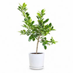 Kaffir Lime Plant