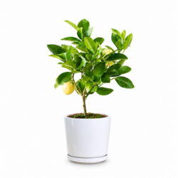 Lemon Tree