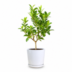 Lime Tree