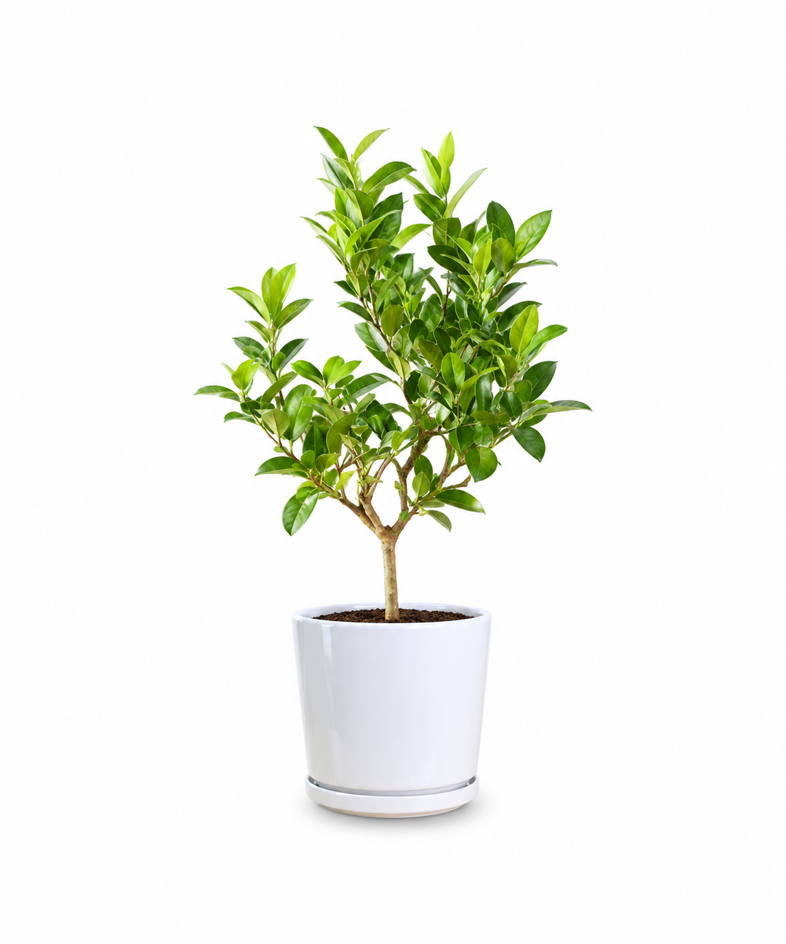 Lime Tree