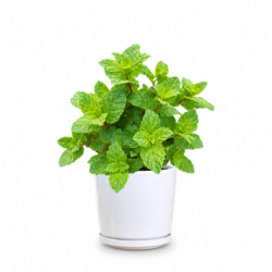 Mint Plant