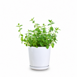 Peppermint Plant