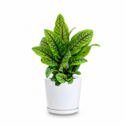 Sorrel Plant