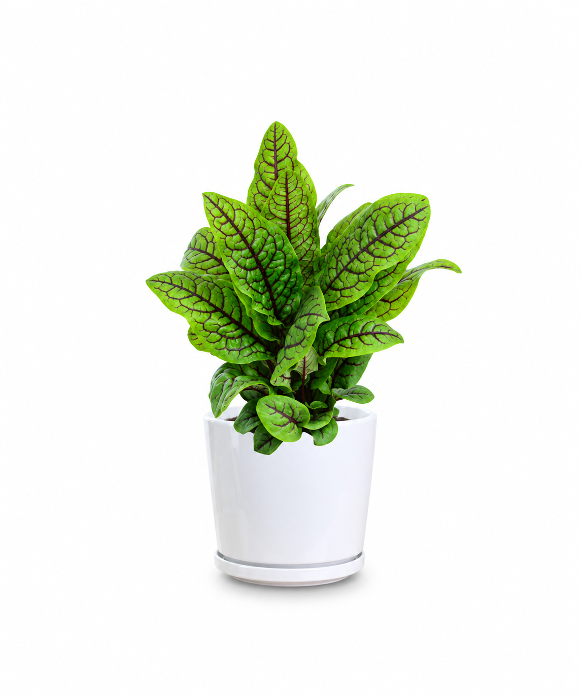Sorrel Plant
