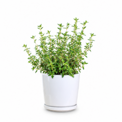 Thyme Plant