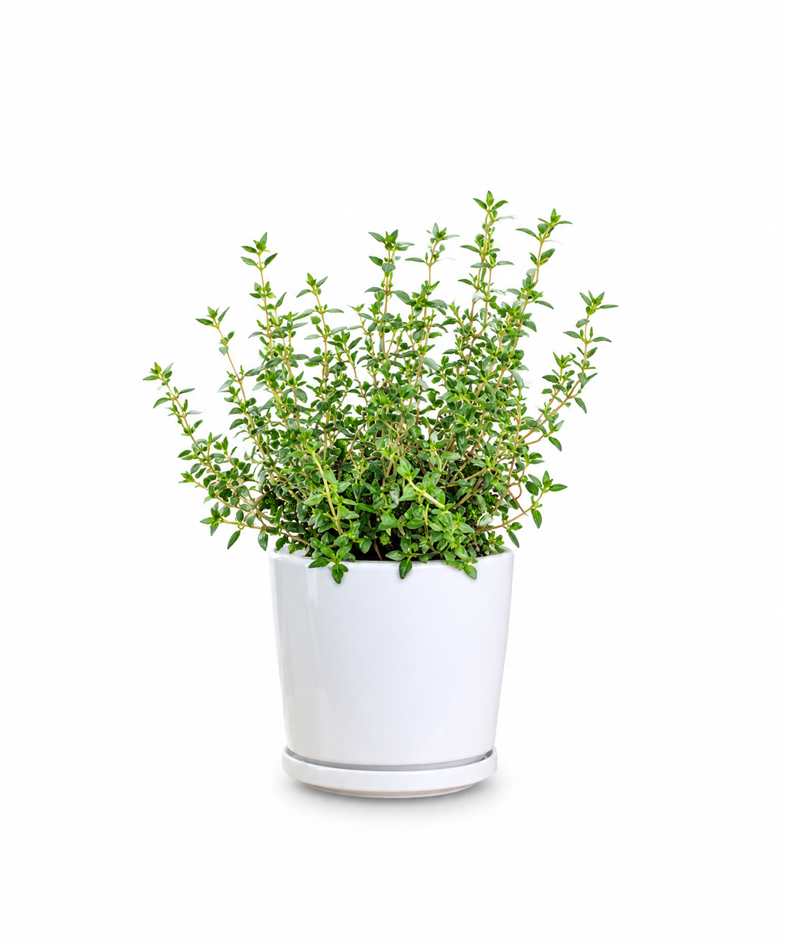 Thyme Plant