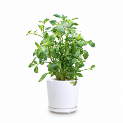 Tomato Plant